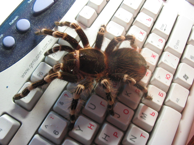 SpiderScribe.net